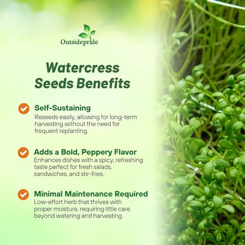 Mature Outsidepride watercress plant with fresh leaves