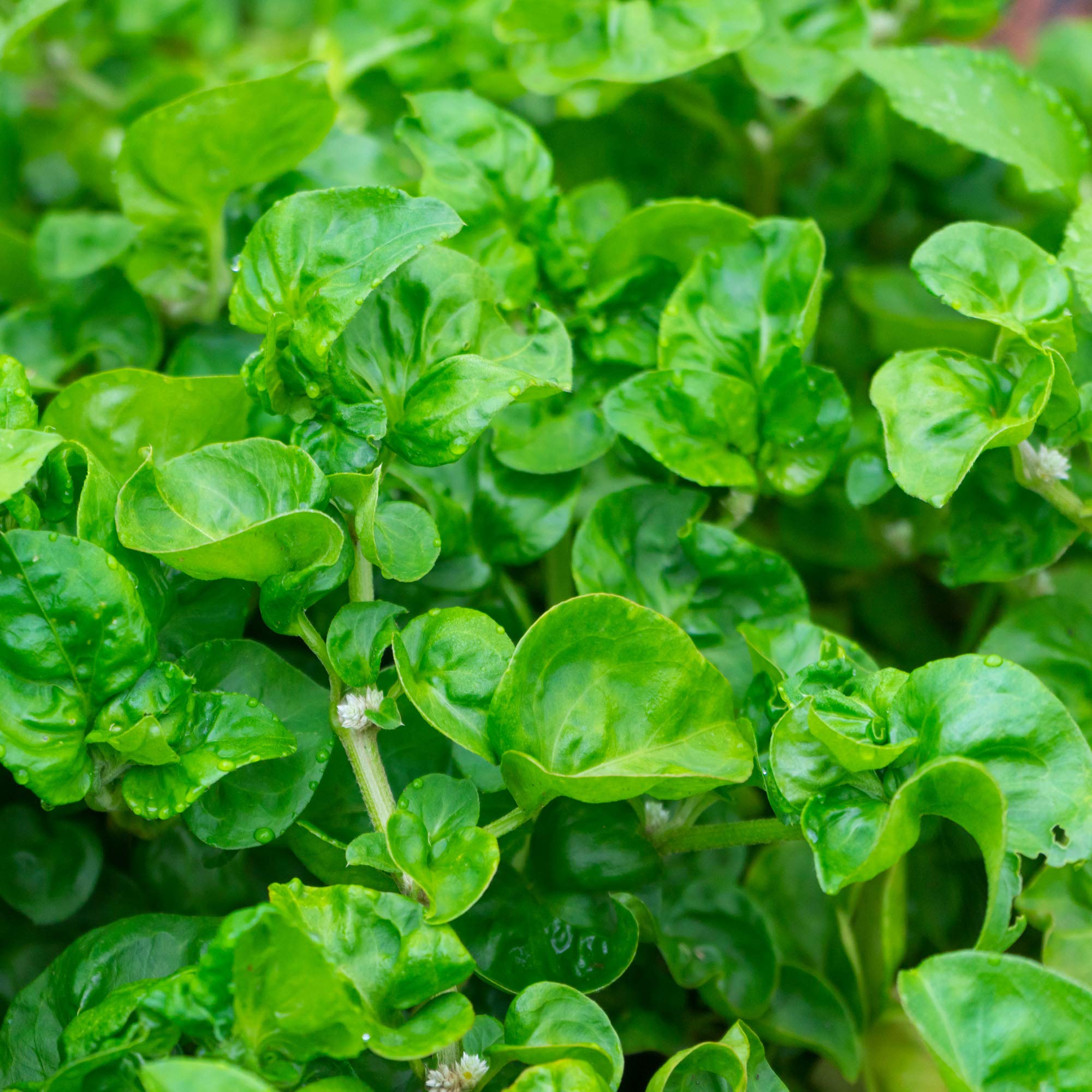 Perennial watercress from Outsidepride with ongoing foliage growth