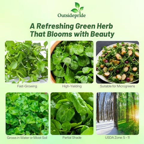 Outsidepride Watercress seeds germinate in 7–14 days for quick results