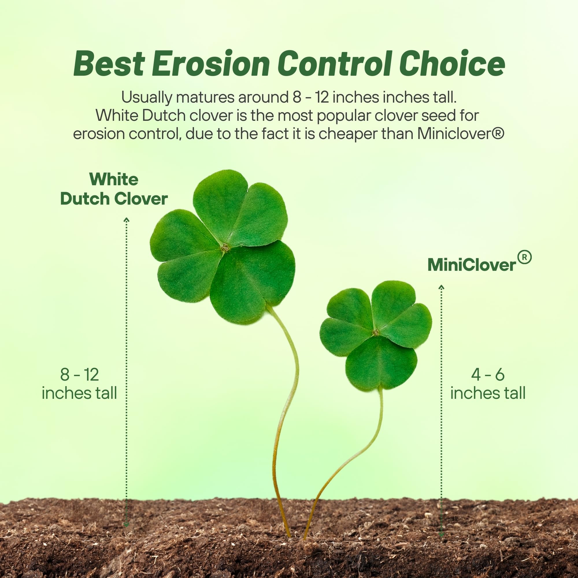 Outsidepride clover ground cover spreading across a verdant lawn area.
