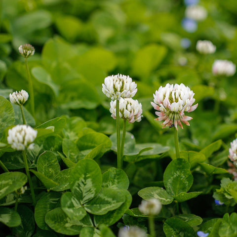 White blooms of Outsidepride Dutch Clover adding ornamental appeal.