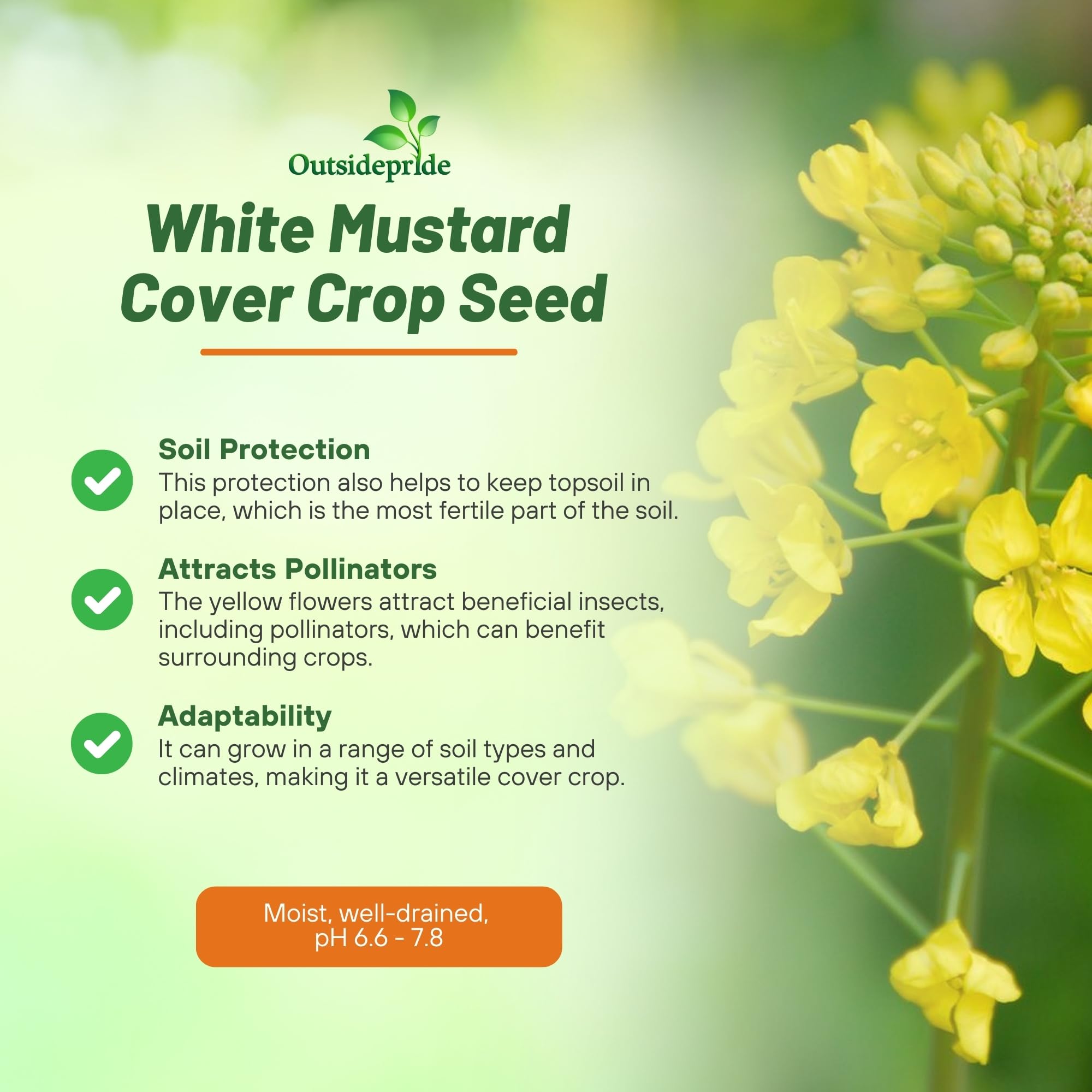 Outsidepride White Mustard Seeds deep tap root helps break up compacted soil.