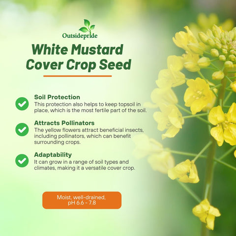 Outsidepride White Mustard Seeds deep tap root helps break up compacted soil.