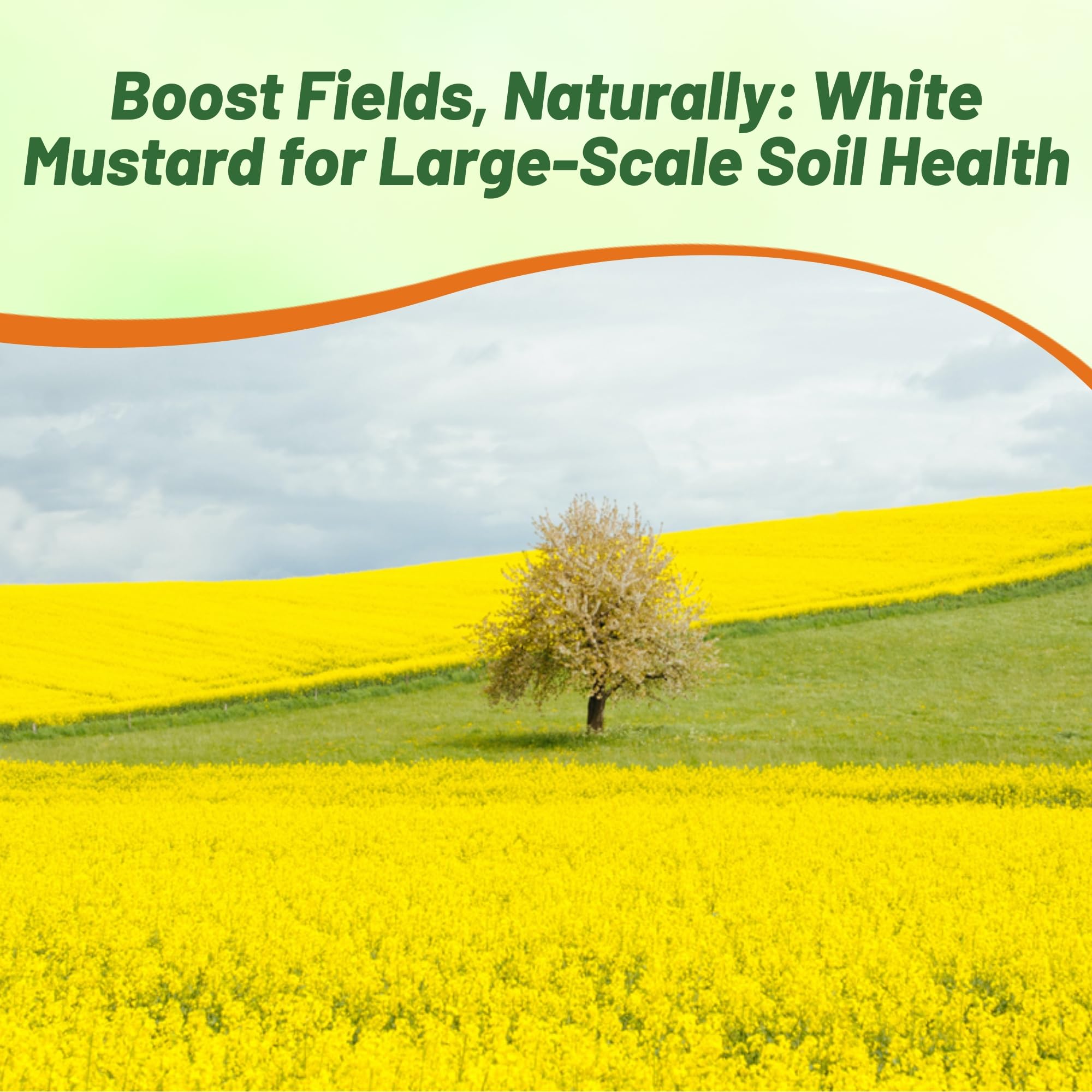 Outsidepride White Mustard Seeds high-protein forage option for livestock nutrition.