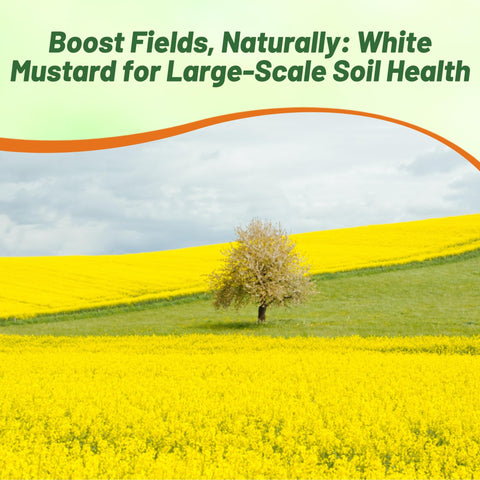 Outsidepride White Mustard Seeds high-protein forage option for livestock nutrition.