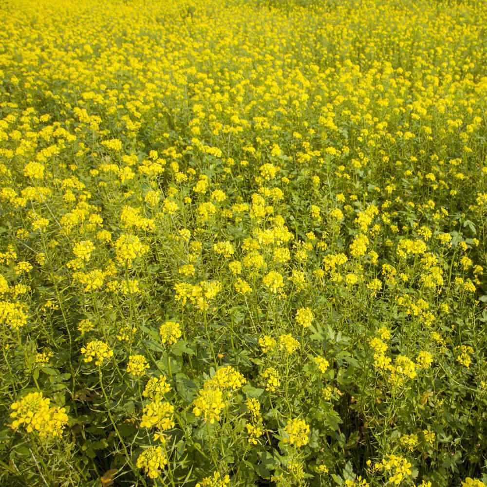 Outsidepride White Mustard Seeds sowing tips for proper depth and rate.