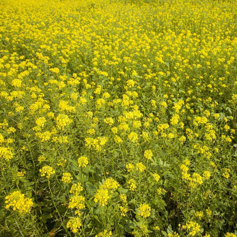 Outsidepride White Mustard Seeds sowing tips for proper depth and rate.