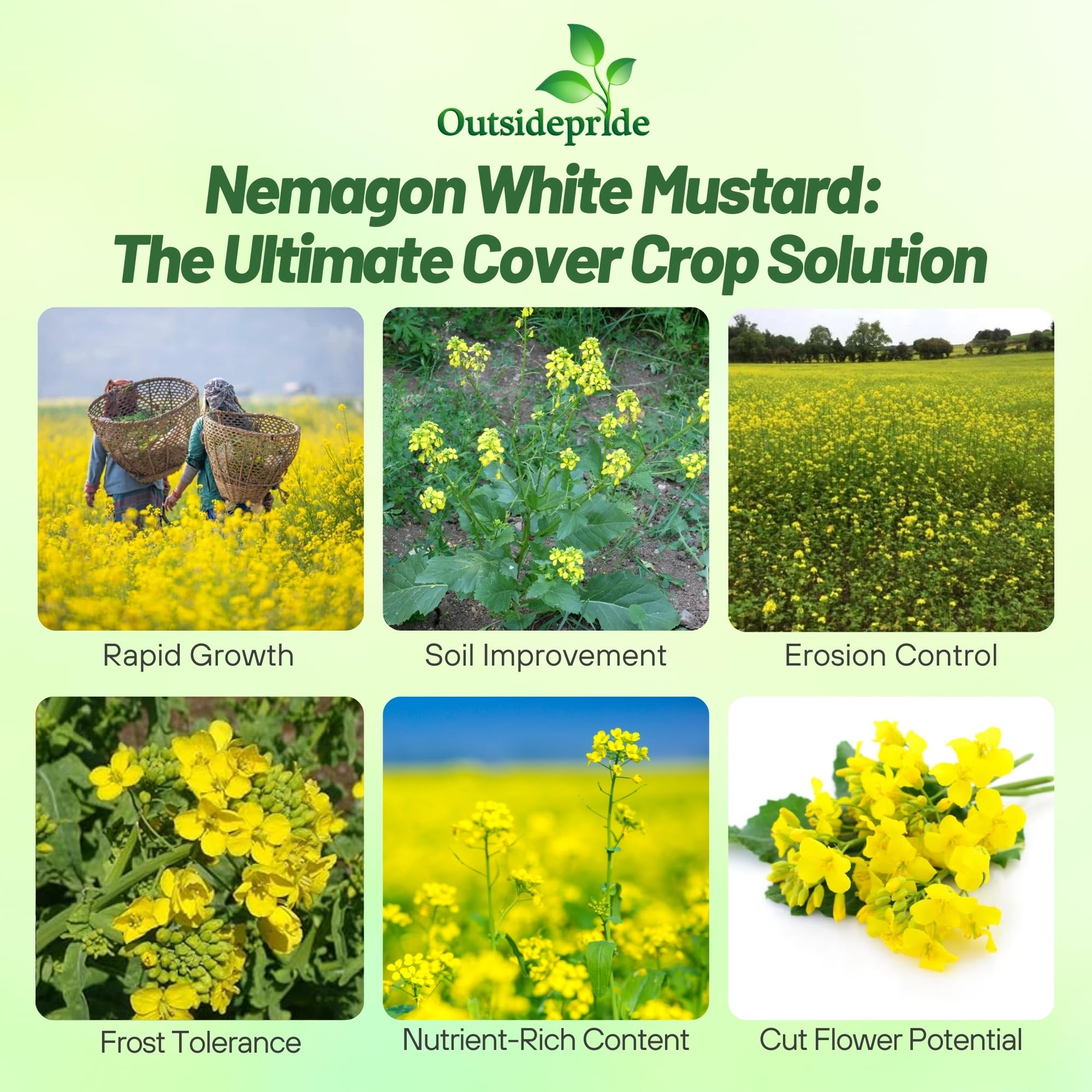 Outsidepride White Mustard Seeds yellow bloom adds vibrant cover in fields.