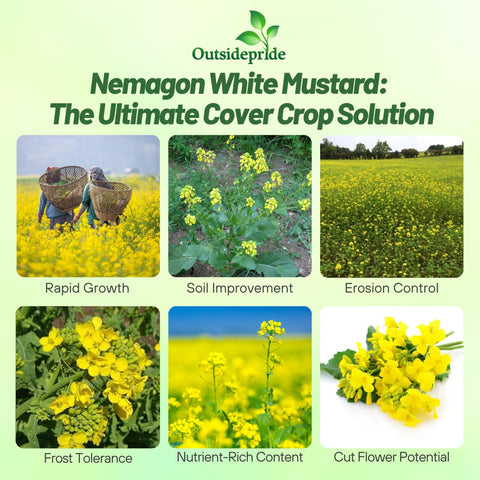 Outsidepride White Mustard Seeds yellow bloom adds vibrant cover in fields.