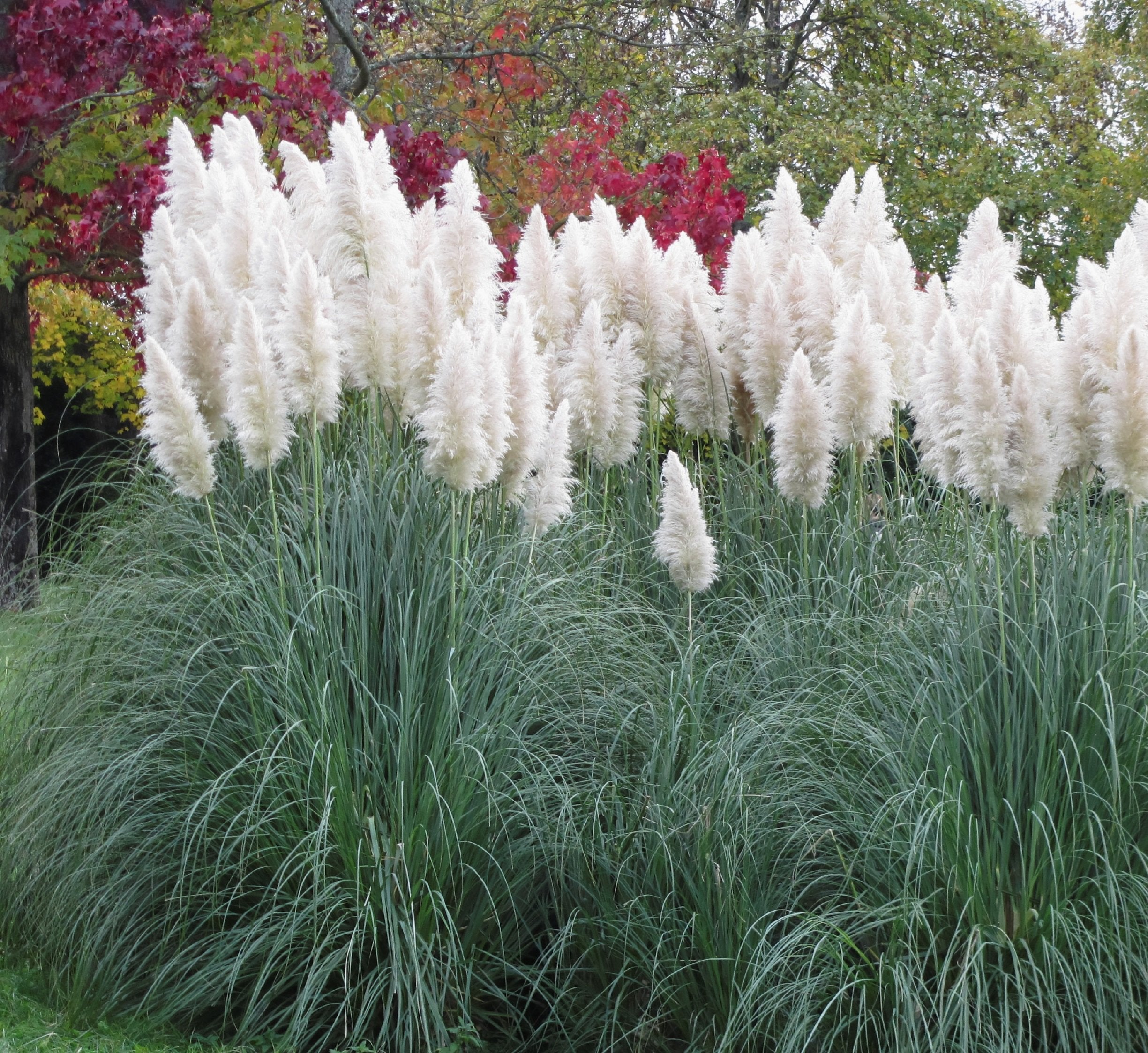Outsidepride pampas seeds germinate in 14–21 days for quick establishment.