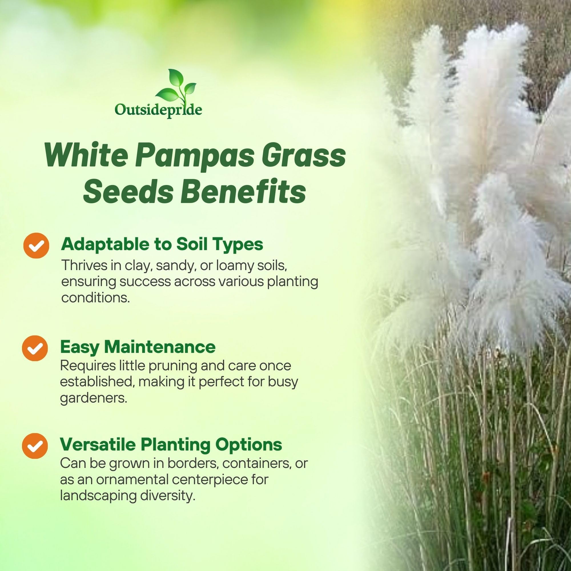 Outsidepride Pampas seeds for easy sowing along borders and landscape edges.