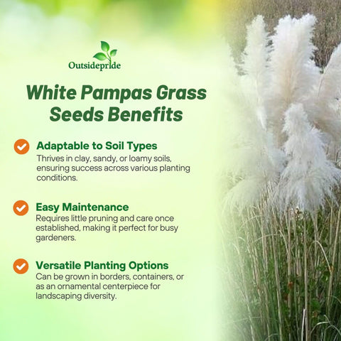 Outsidepride Pampas seeds for easy sowing along borders and landscape edges.