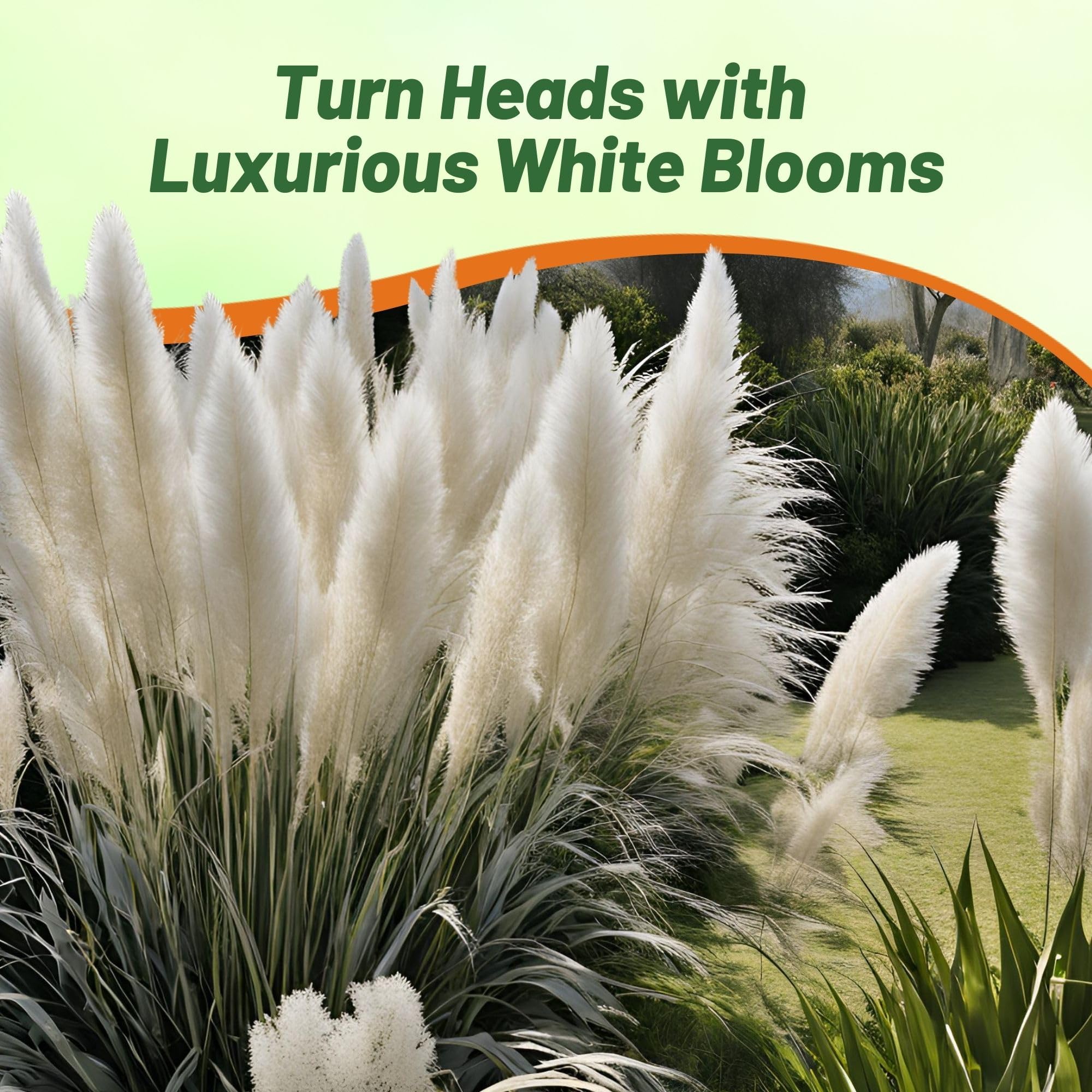 Outsidepride Pampas is deer-resistant for low-maintenance landscapes.