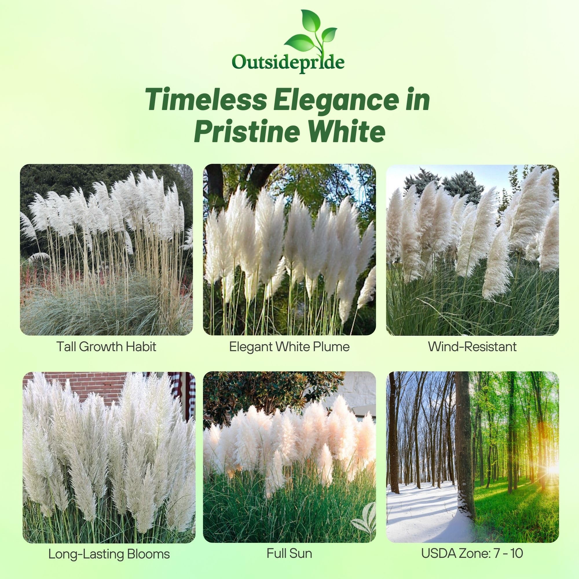 Outsidepride White Pampas Grass forms a privacy screen with feathery plumes in sunny borders.