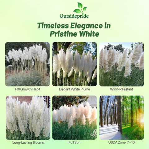 Outsidepride White Pampas Grass forms a privacy screen with feathery plumes in sunny borders.