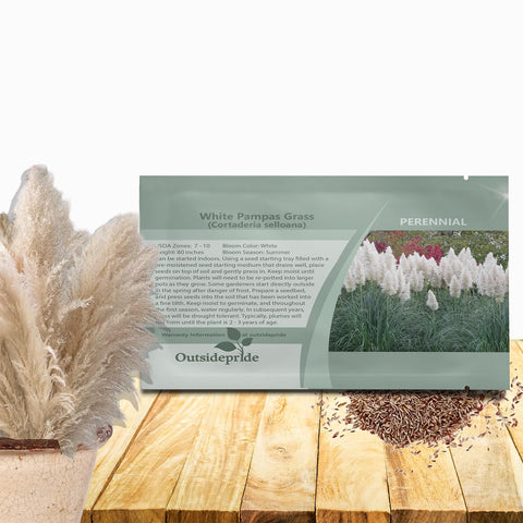 Outsidepride White Pampas Grass seeds with tall plumes for a dramatic garden focal point.