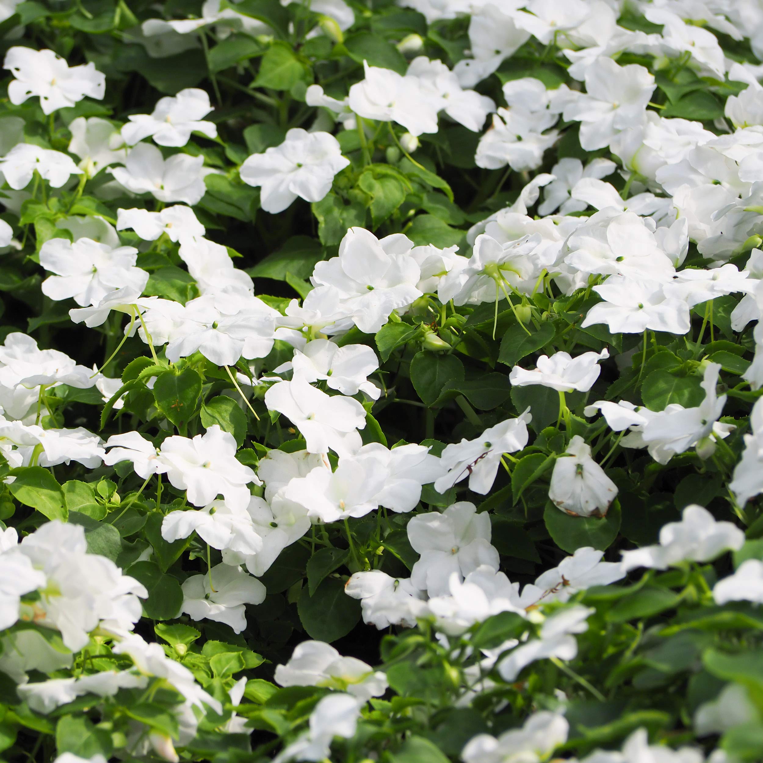 Outsidepride White Periwinkle seeds suited for bed planting and landscape borders.