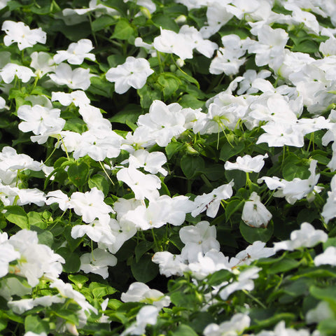 Outsidepride White Periwinkle seeds suited for bed planting and landscape borders.
