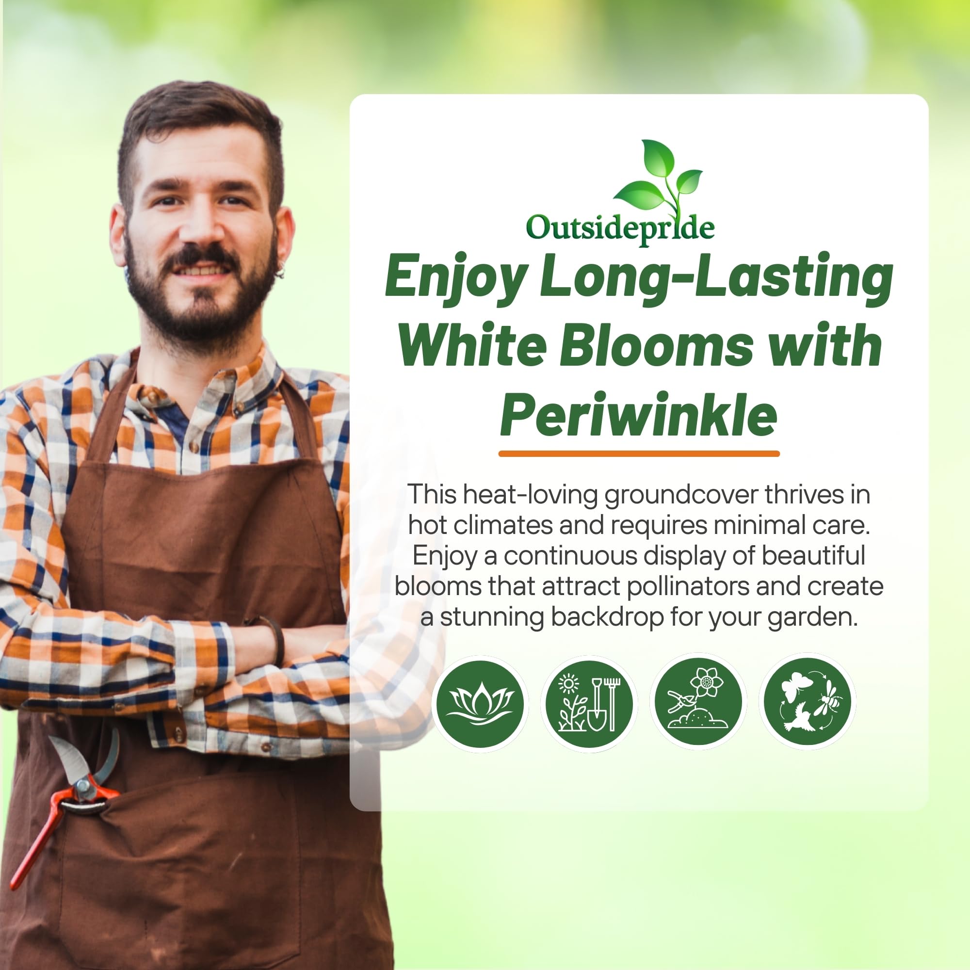 Outsidepride White Periwinkle seeds edging a garden border.