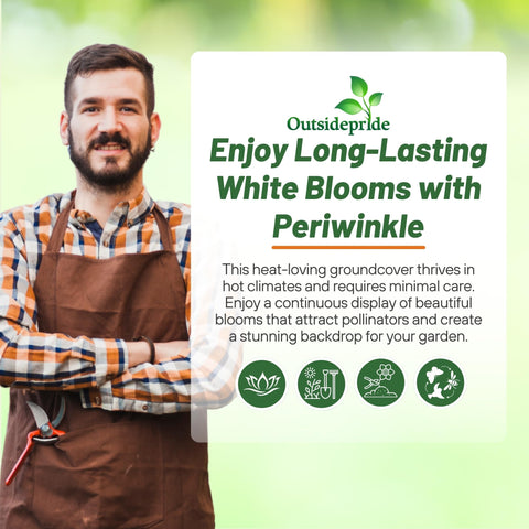 Outsidepride White Periwinkle seeds edging a garden border.