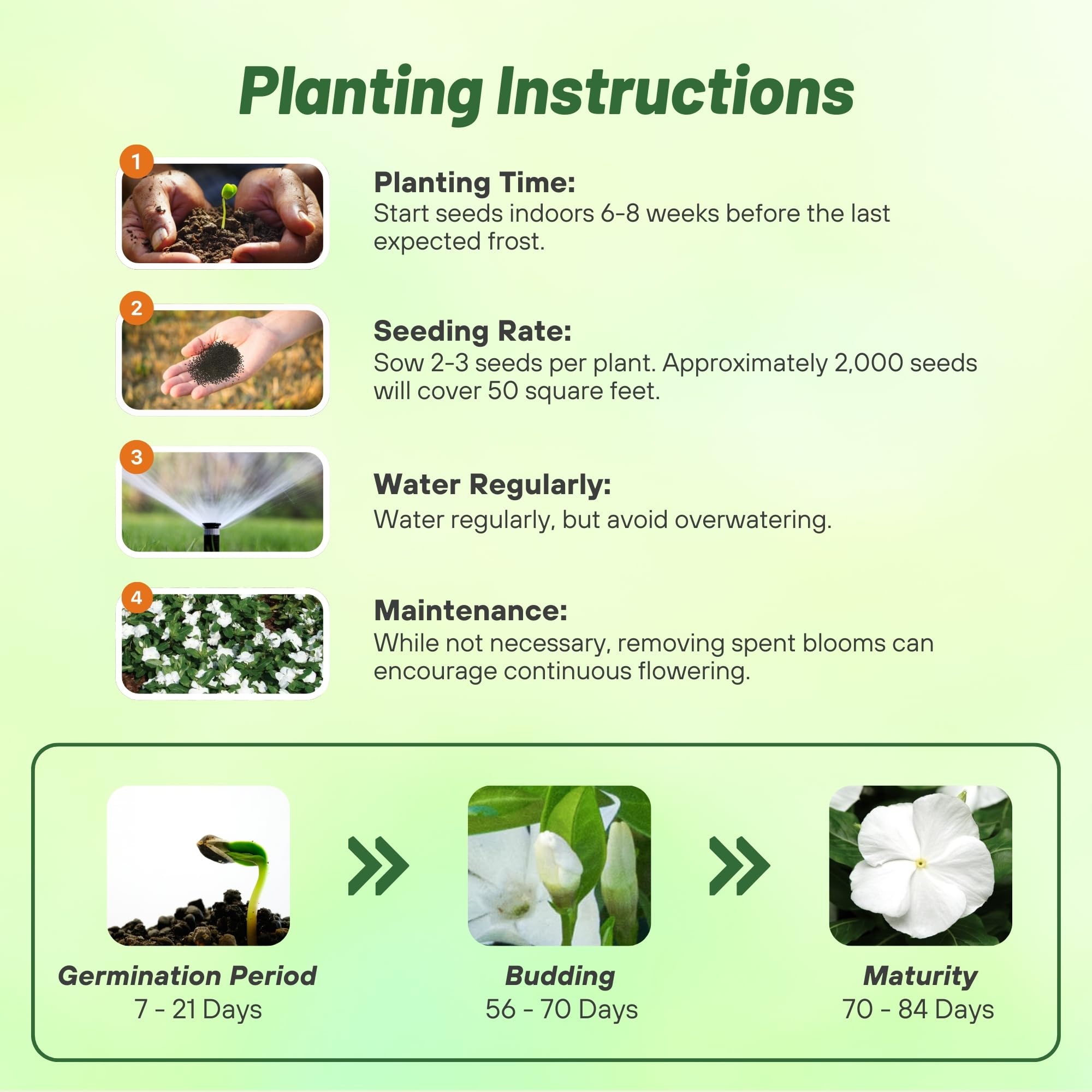 Outsidepride seeds germinating into compact, bushy periwinkle foliage and white blooms.