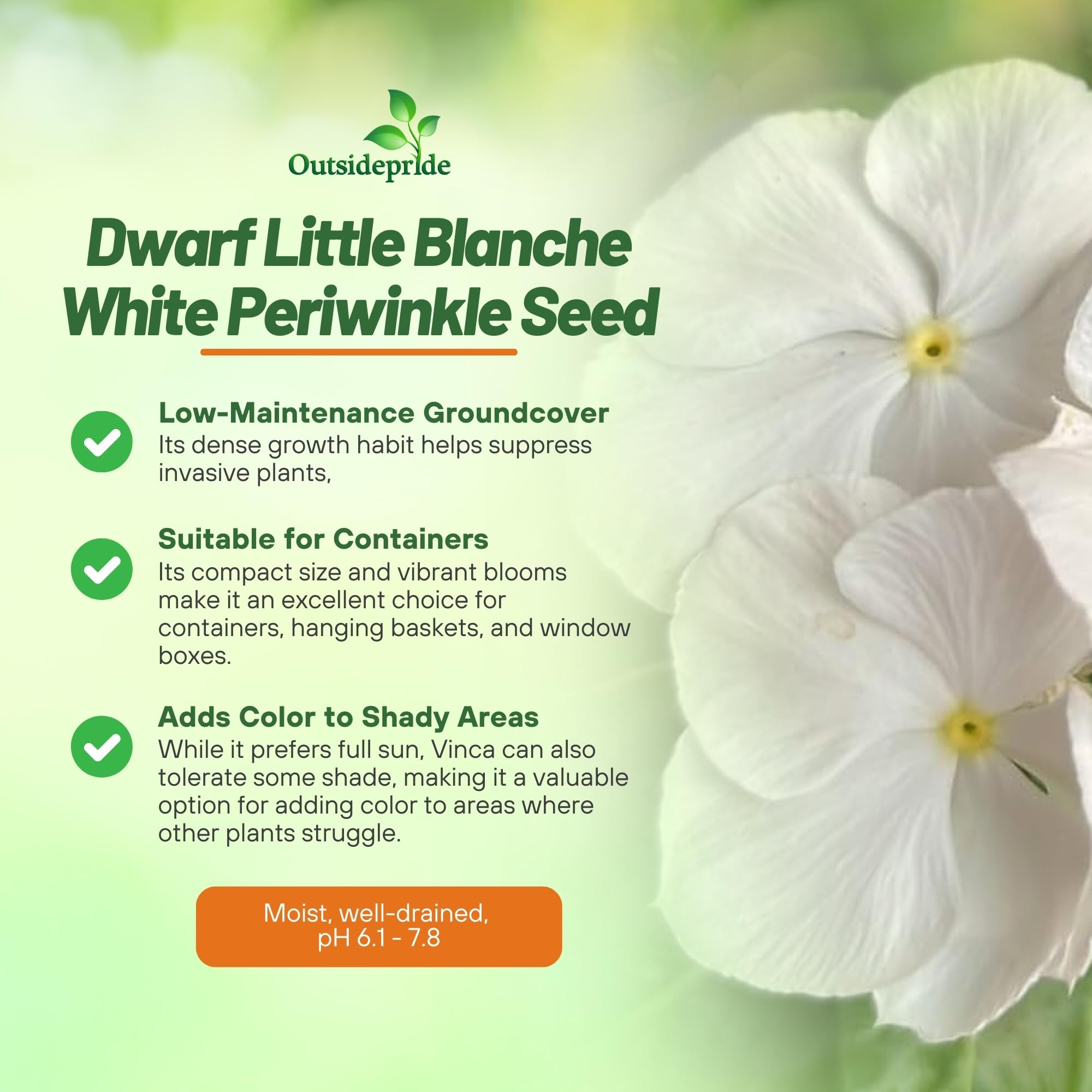 Outsidepride White Periwinkle seeds shown in a compact container display.