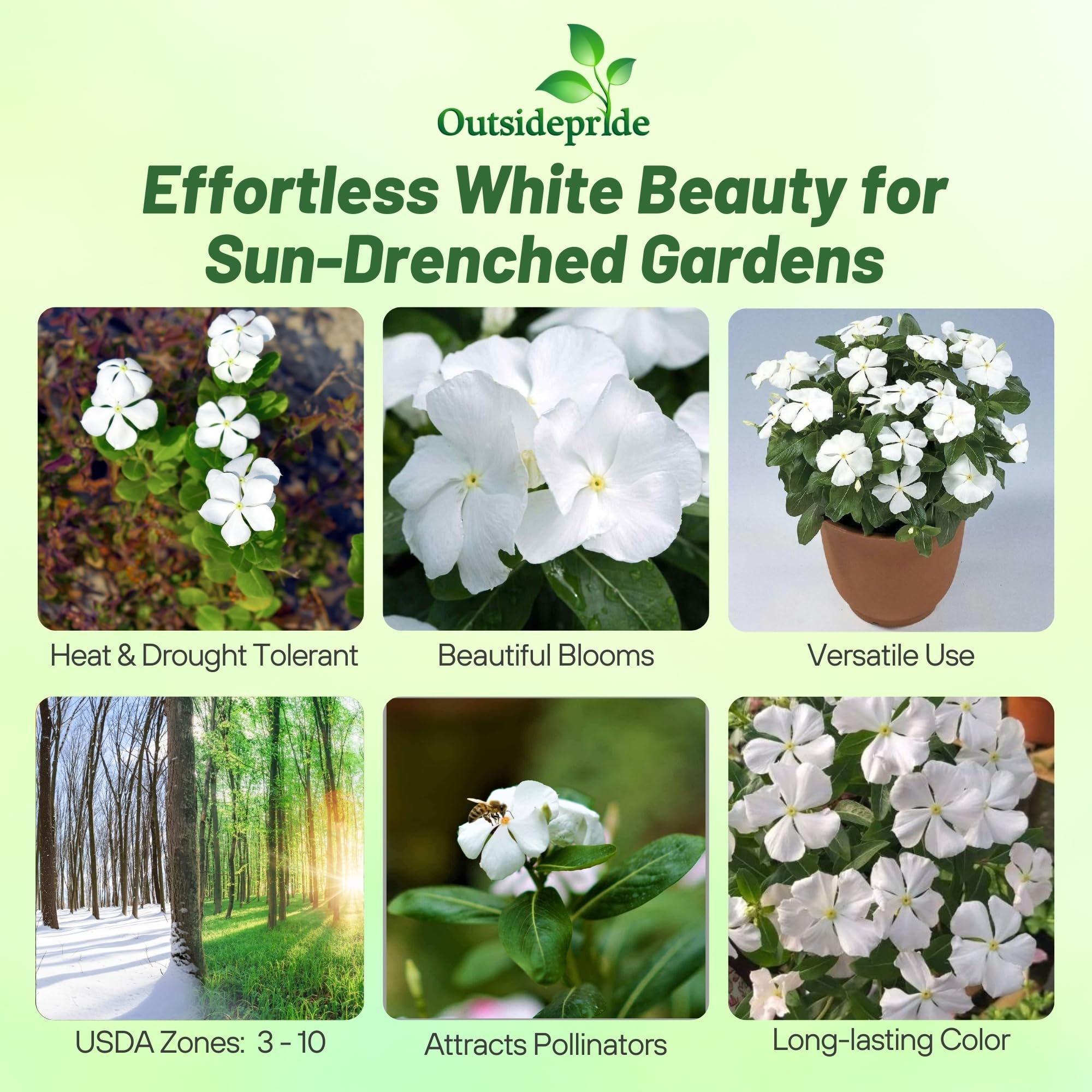 Outsidepride drought-tolerant vinca seeds ideal for hot, low-water garden beds and containers.