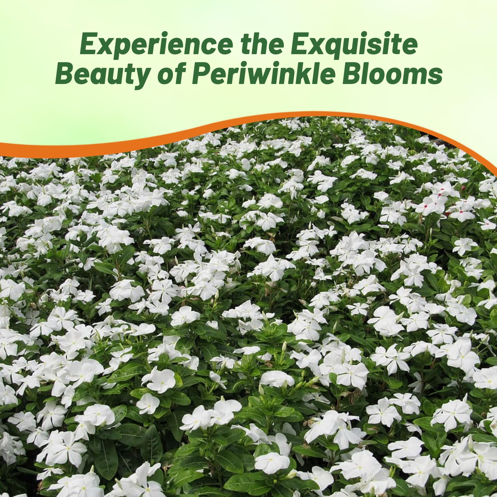 Outsidepride White Periwinkle seeds producing a close-up view of pristine white flowers.