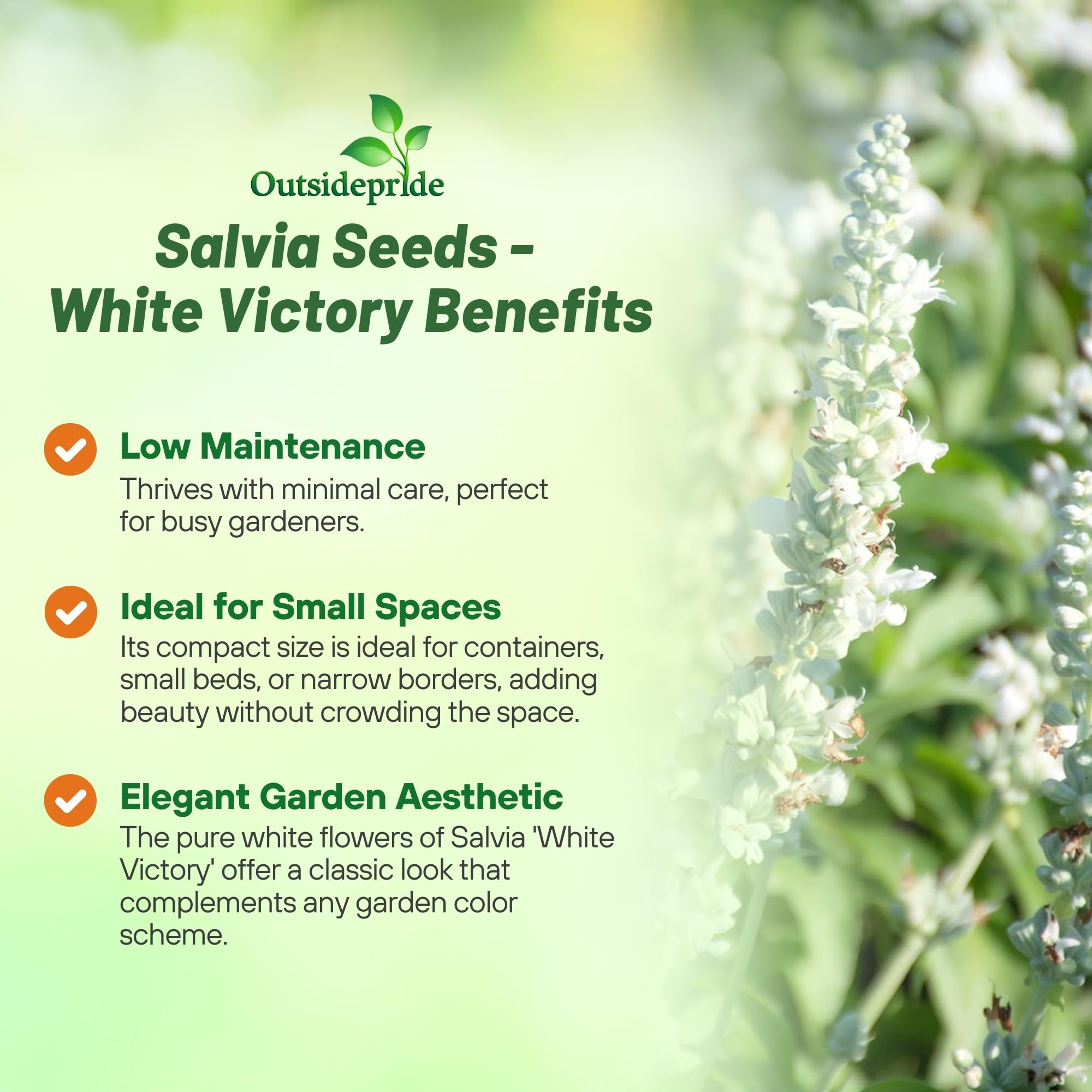 Outsidepride White Victory Salvia planted in a vibrant garden bed
