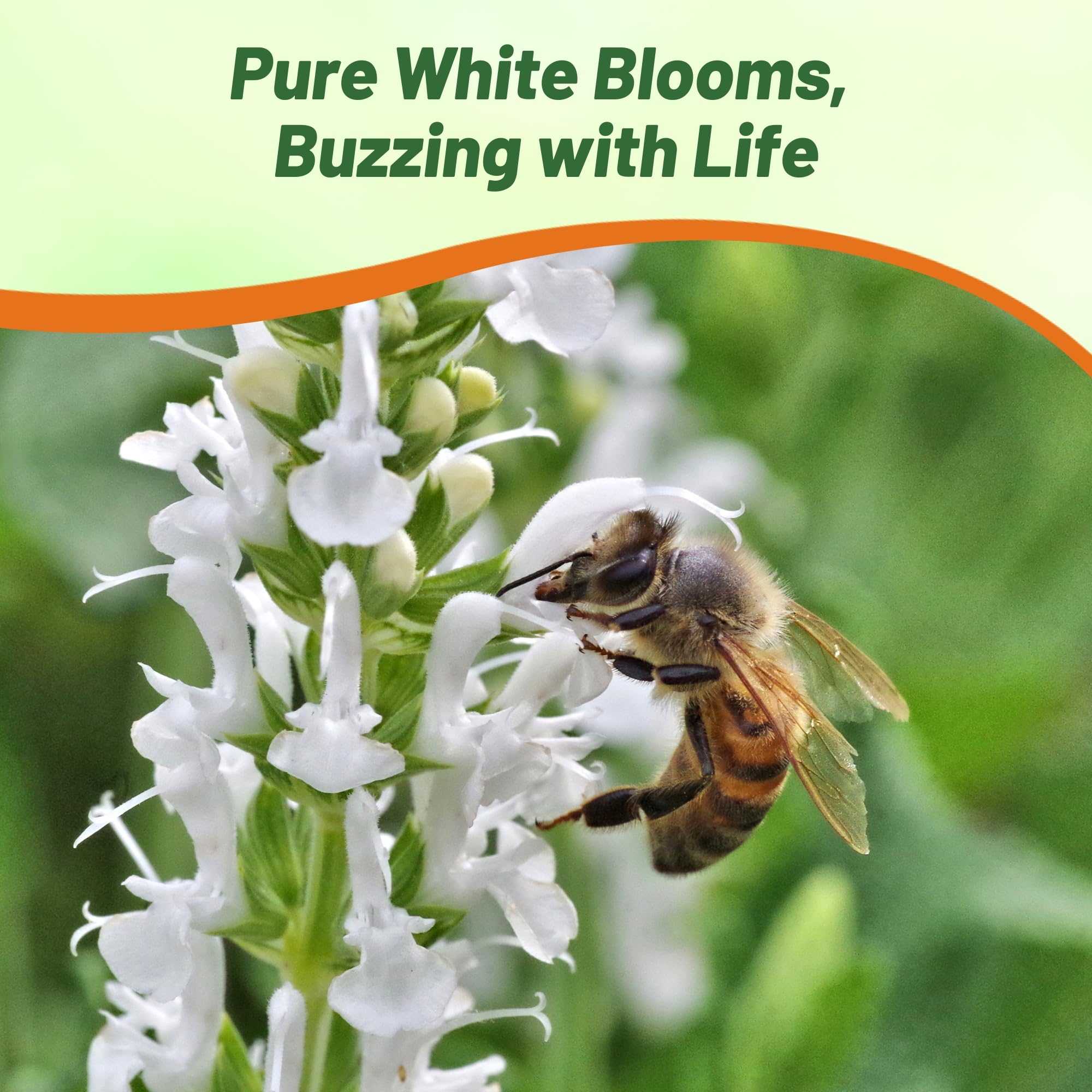 Outsidepride White Victory Salvia shown as deer-resistant border color
