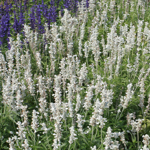 Outsidepride White Victory Salvia demonstrates drought-tolerant performance in sun