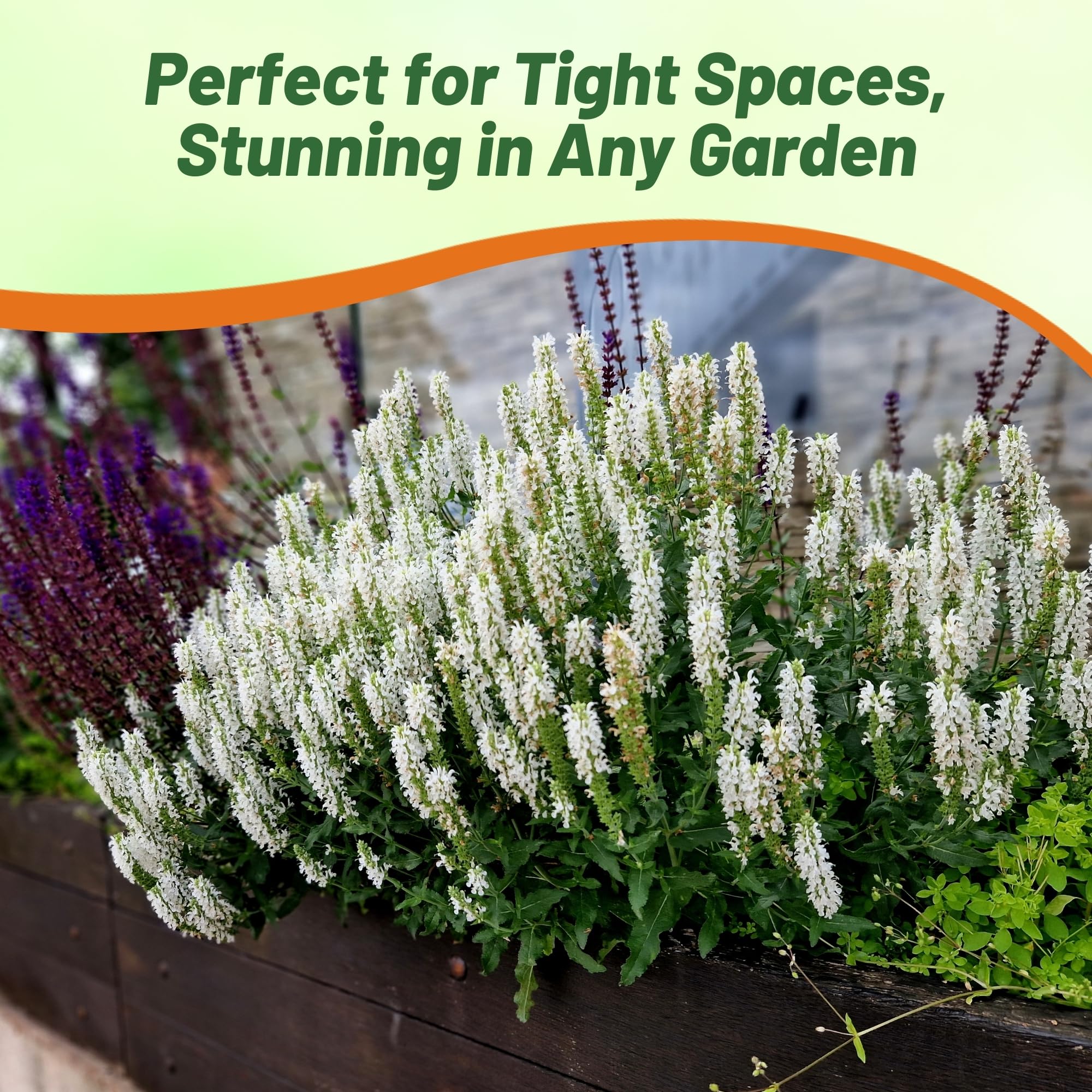 Outsidepride White Victory Salvia growing to about 20 inches high for backdrops