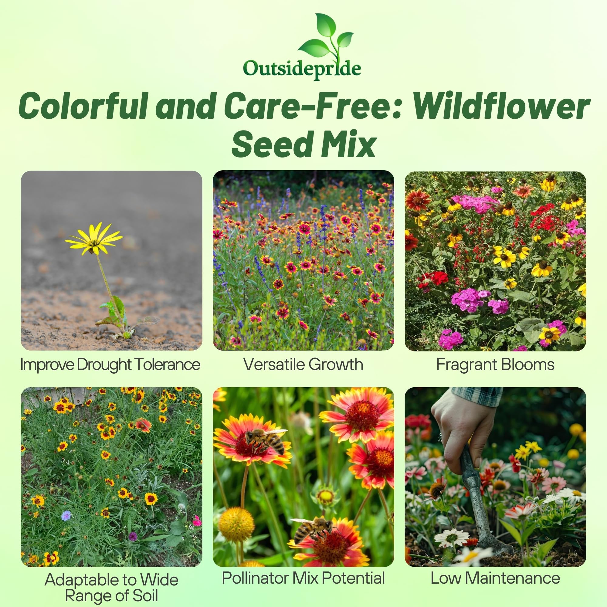 Outsidepride wildflower blend in full bloom across a natural field.