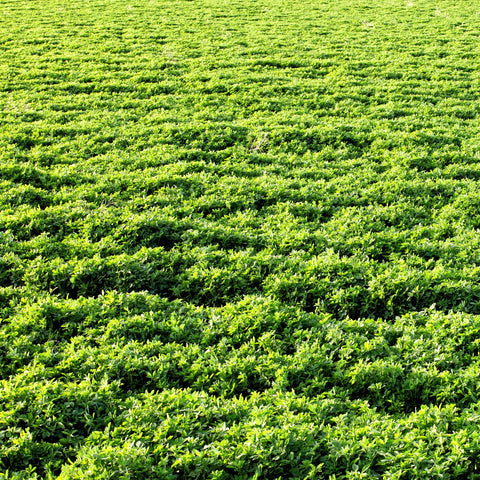 Outsidepride vernal alfalfa seed field demonstrating winter hardiness