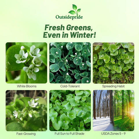 Outsidepride Winter Purslane thriving in a garden bed row as a compact ground cover