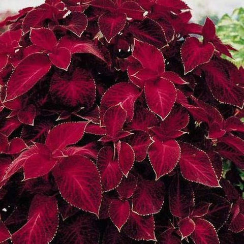 Outsidepride Wizard Velvet Red leaves with magenta veining.