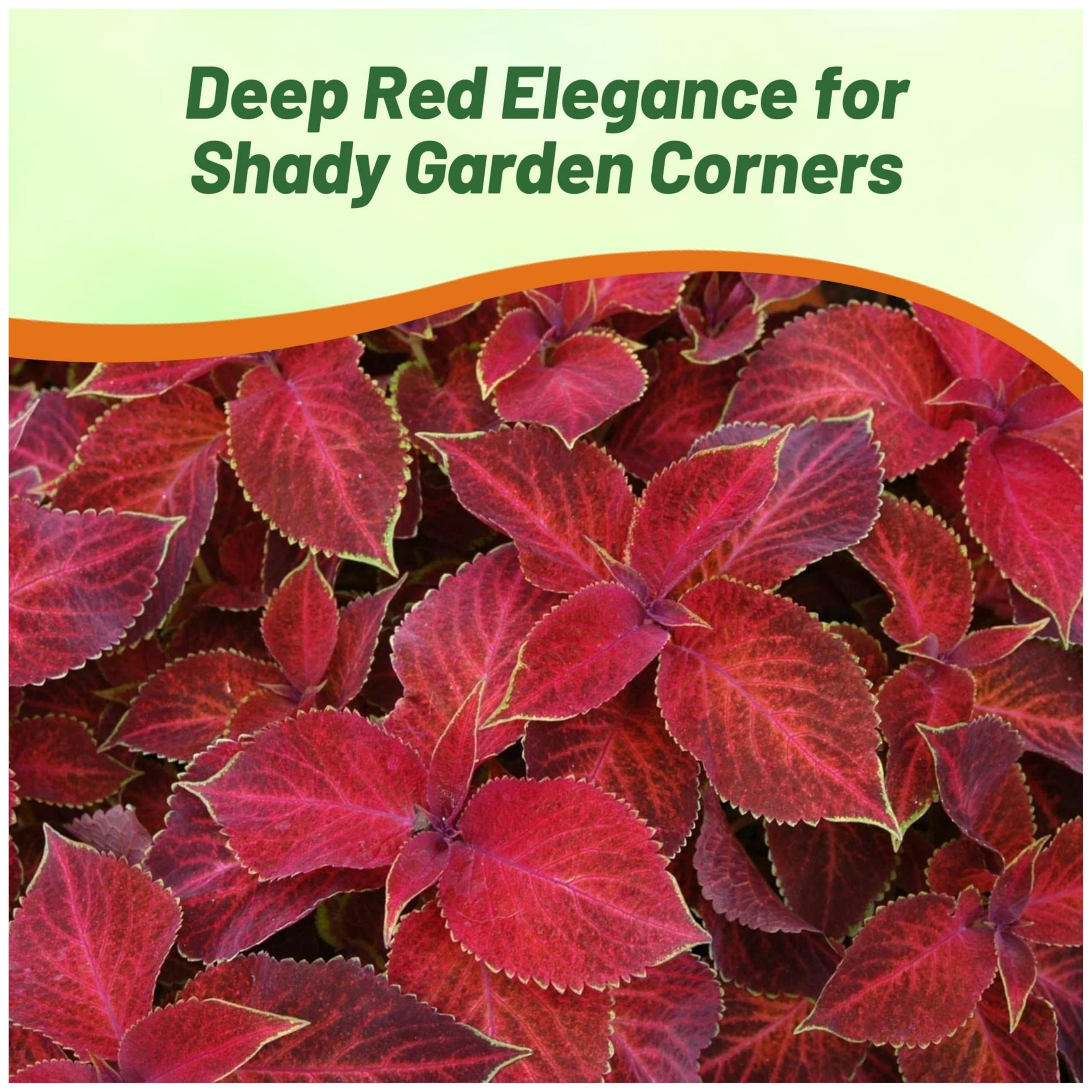 Outsidepride Wizard Velvet Red container planting for patios.
