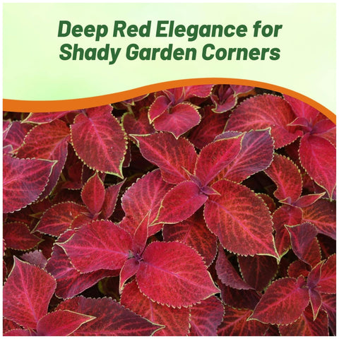 Outsidepride Wizard Velvet Red container planting for patios.