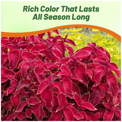 Outsidepride Wizard Velvet Red foliage close-up shows burgundy leaves.