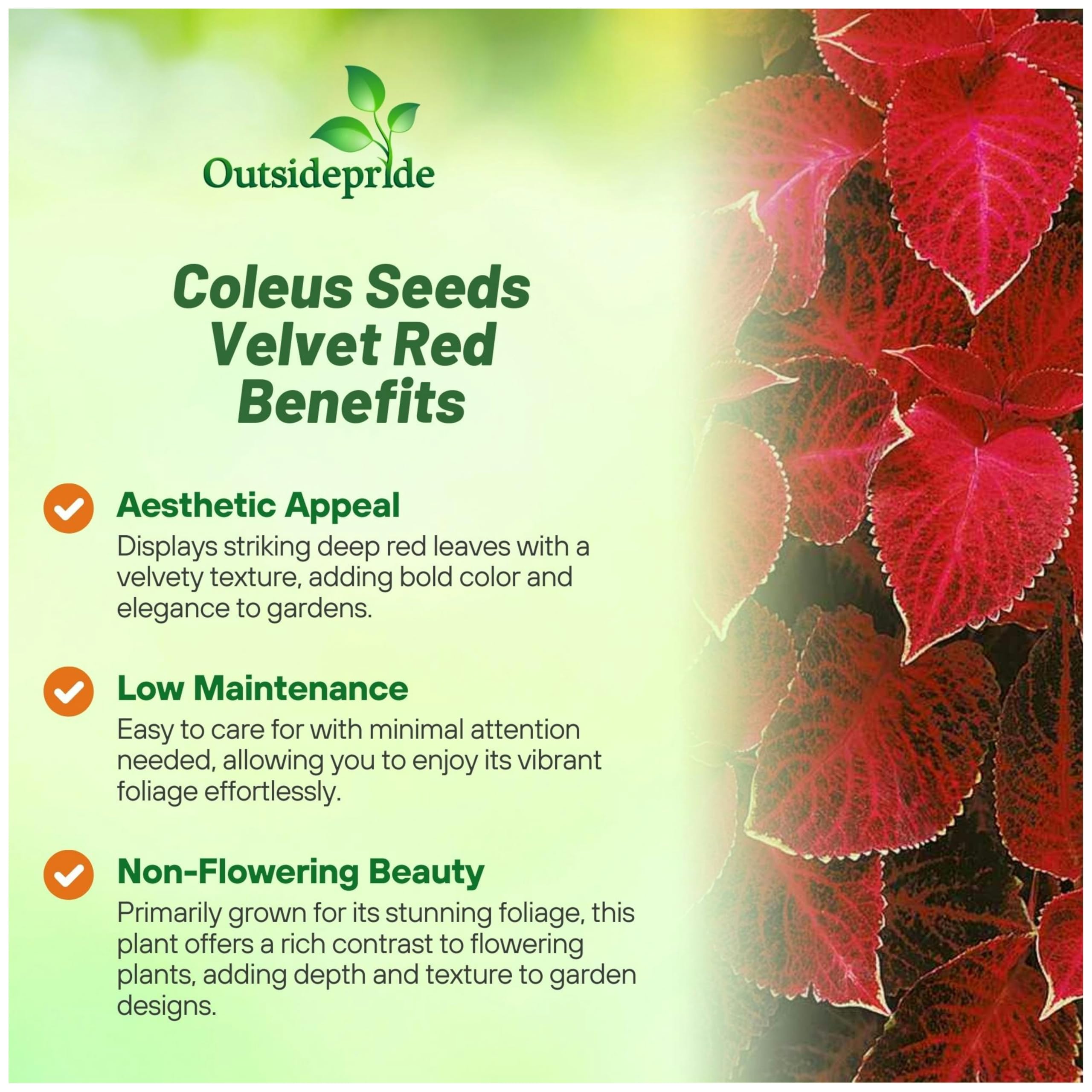 Outsidepride Wizard Velvet Red seedling ready for shaded garden.