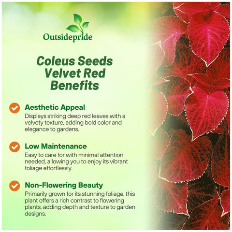 Outsidepride Wizard Velvet Red seedling ready for shaded garden.