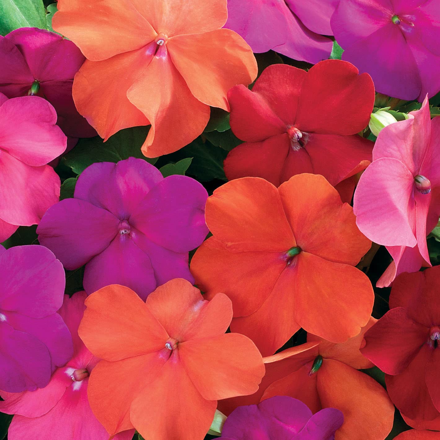 Outsidepride Xtreme Tango Mix color mix with deep salmon to violet hues