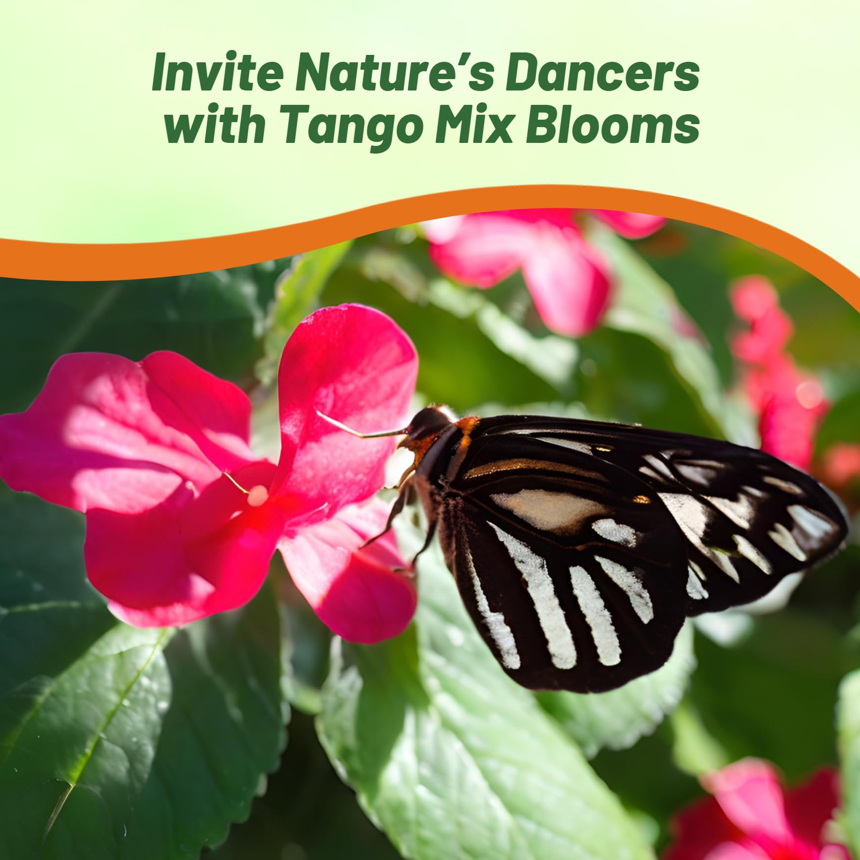 Outsidepride Xtreme Tango Mix seed packet for easy sowing and planning