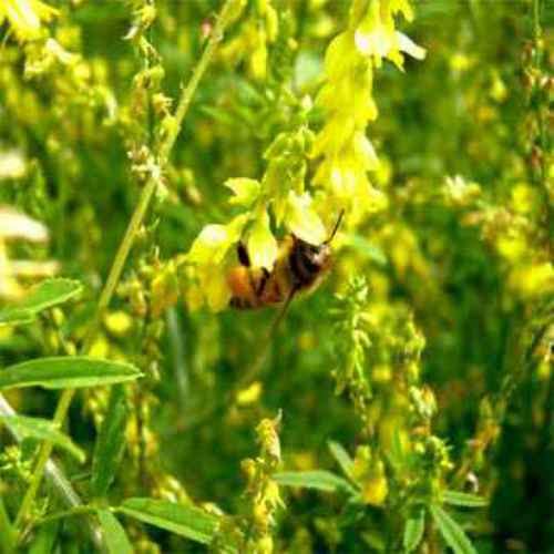 Outsidepride Yellow Sweet Clover seed cover crop helps erosion control and soil structure
