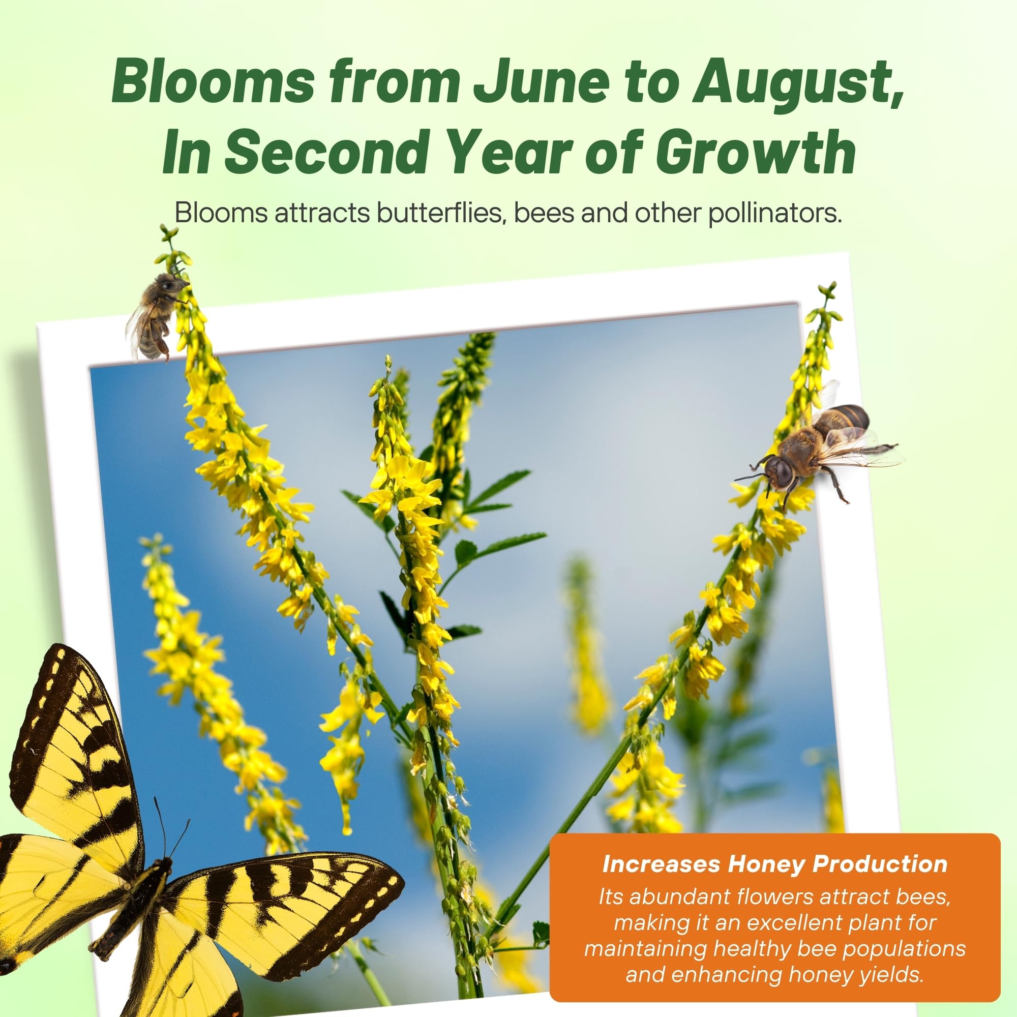 Outsidepride Yellow Sweet Clover seed flowering field promotes biodiversity and wildlife habitat