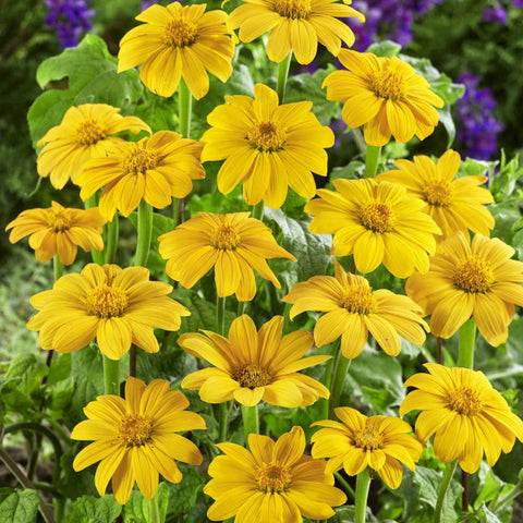 Cut flower-ready stems from Outsidepride Yellow Torch brighten vases all season.