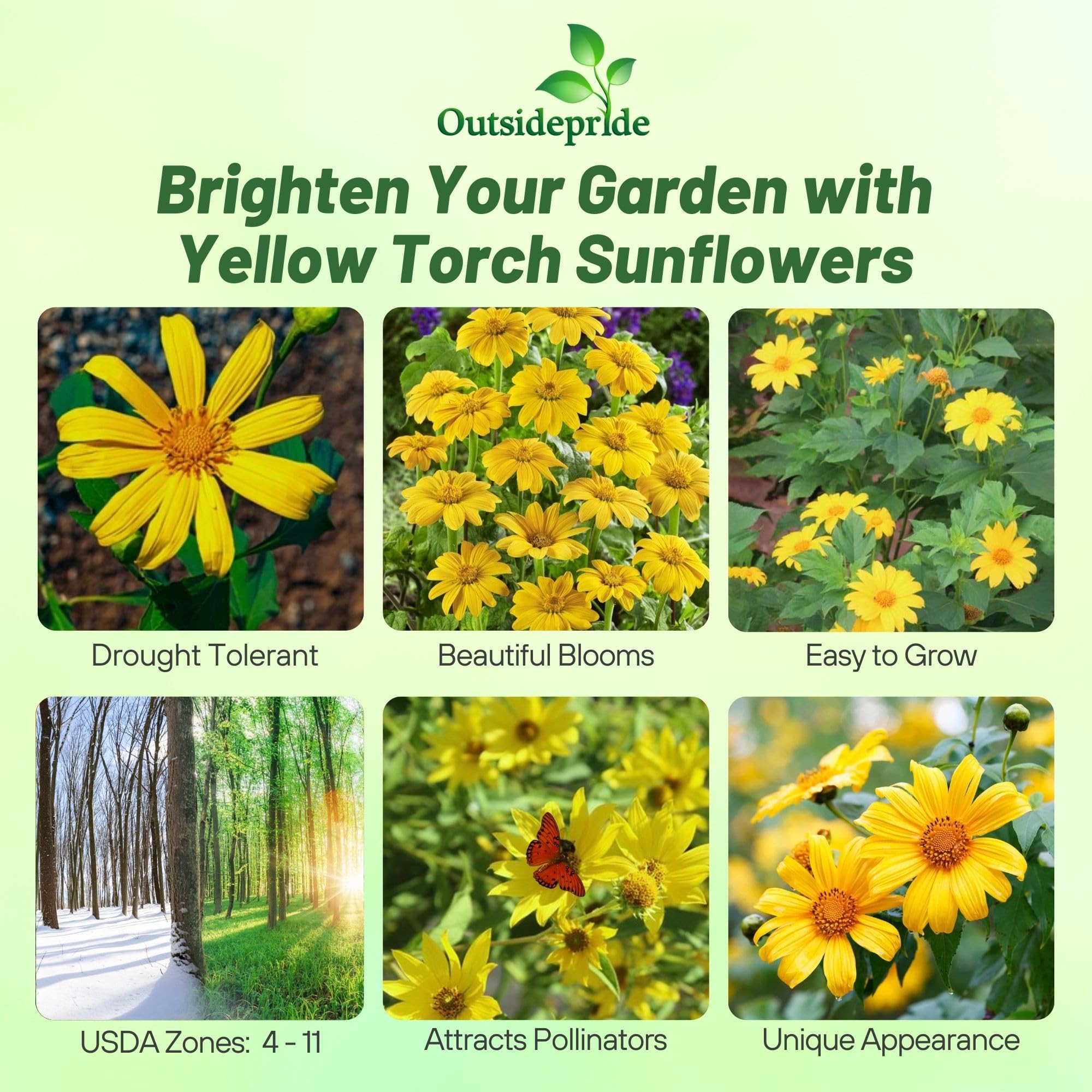 Packaging image for Outsidepride Yellow Torch seeds highlights easy sowing for color.