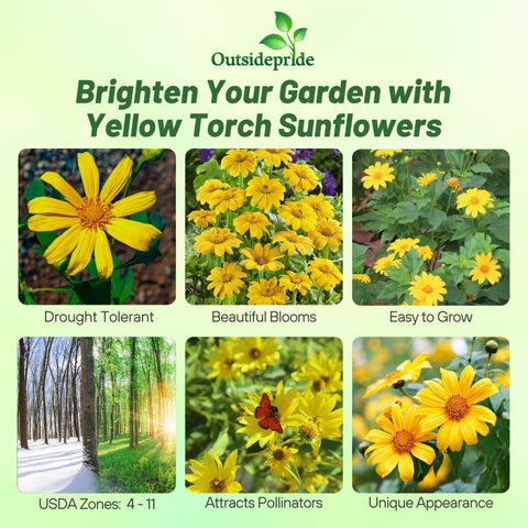 Packaging image for Outsidepride Yellow Torch seeds highlights easy sowing for color.