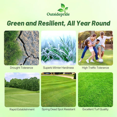 Outsidepride Yukon Bermuda seed close-up highlighting uniform seeds for consistent germination and performance.