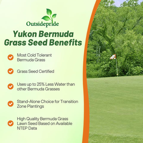Outsidepride Yukon Bermuda lawn shows water efficiency and drought tolerance.